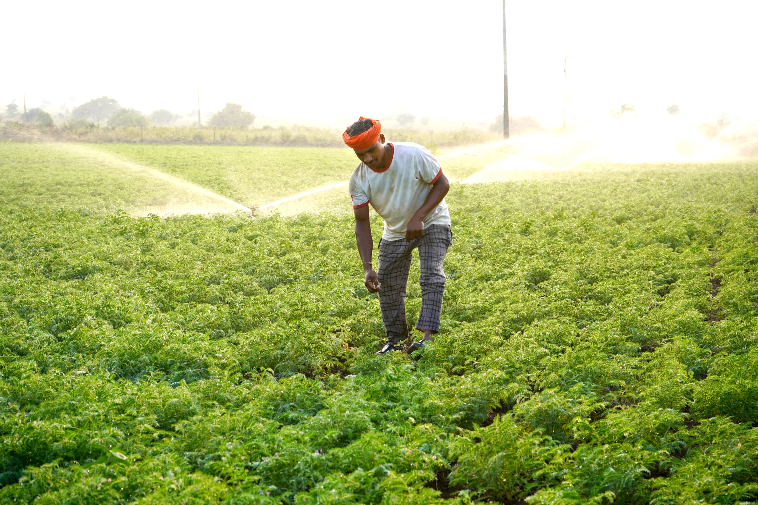 Farmer Second Story