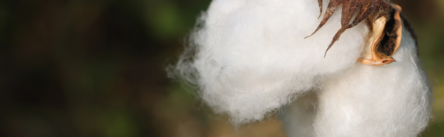 cotton-banner