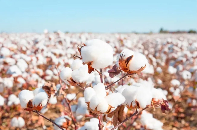 Cotton