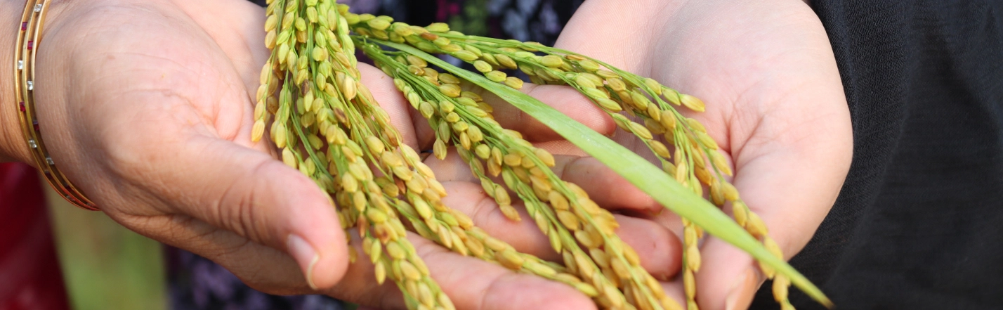 Sustainable Rice